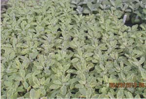 SAGE GOLDEN SAGE GOLDEN
